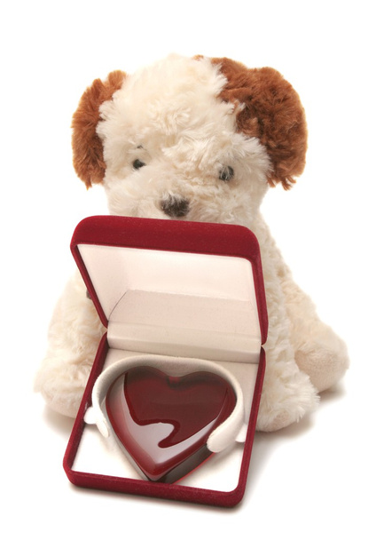 Biglietto d'auguri - cane giocattolo con cuore in una scatola
 - Foto, immagini