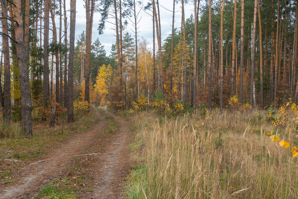 Дорога в сосновом лесу в теплый осенний день - Фото, изображение