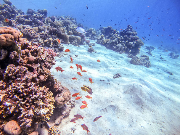 リリテール・アンタニアス(Pseudanthias squamipinis)や他の種類の熱帯魚、海草やサンゴの浅瀬でサンゴ礁の水中パノラマビュー紅海、エジプト。アクロポラ・ジェミフェラ及びフード・サンゴ又は滑らかなカリフラワー・サンゴ(スタイロフォラ)  - 写真・画像