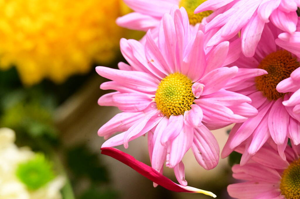 close up of beautiful flowers in bouquet - Foto, Imagen