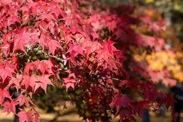Primer plano de hojas rojas sobre un arce japonés (acer palmatum) en otoño - Foto, Imagen