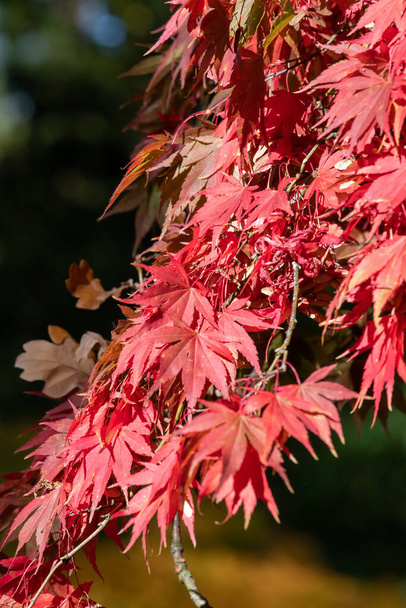 Close up of red leaves on a Japanese maple (acer palmatum) tree in autumn - Fotografie, Obrázek