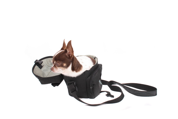 Chihuahua en la bolsa pequeña
 - Foto, Imagen