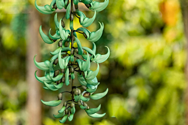 Jade viini kukkia puutarhassa, Bali - Valokuva, kuva