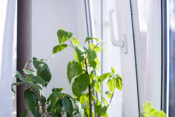 Jardín de invierno en la ventana. Begonia creciendo en maceta en el alféizar de la ventana todo el año. Locales verdes. hoja de begonia. - Foto, Imagen