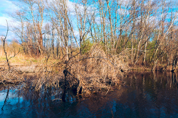Beaver hut op de rivier. Regio Vitebsk, Belarus, rivier Ovsyanka - Foto, afbeelding