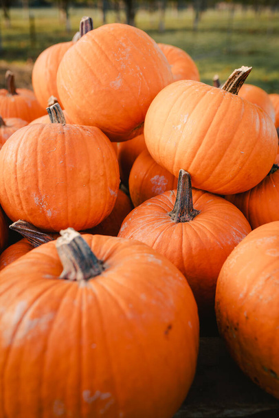 Detail of pile of pumpkins for Halloween festivities, vertical - Fotó, kép