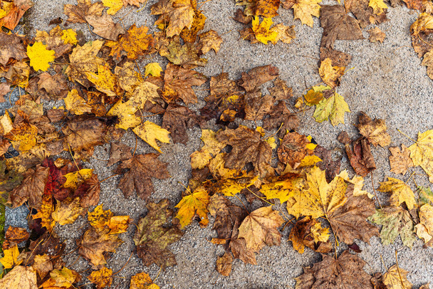 Hojas amarillas de otoño, hojas caídas en el parque. Limpieza de patios de hojas amarillas. Hojas amarillas caídas en el sendero húmedo vista superior - Foto, imagen