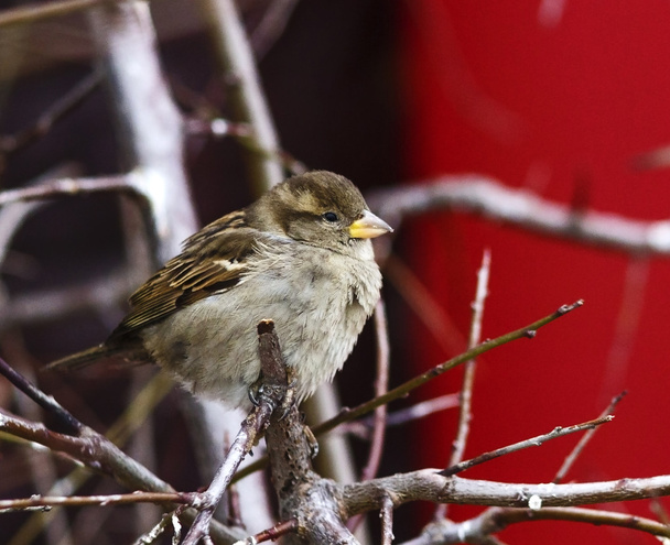 Sparrow sentado em um galho de árvore
 - Foto, Imagem