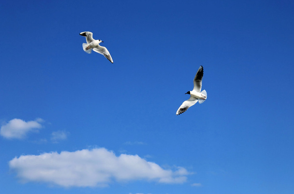 Due gabbiani su uno sfondo di cielo blu e nuvoletta
 - Foto, immagini