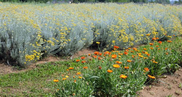 průmyslová kultivace helichrysum a marigold květin pro výrobu léčivých přípravků nebo aromatických rostlin - Fotografie, Obrázek