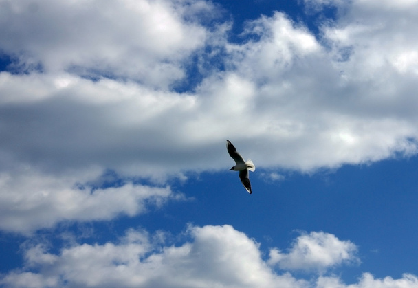 Mewa latania z niebieskim tle i chmury jedna - Zdjęcie, obraz