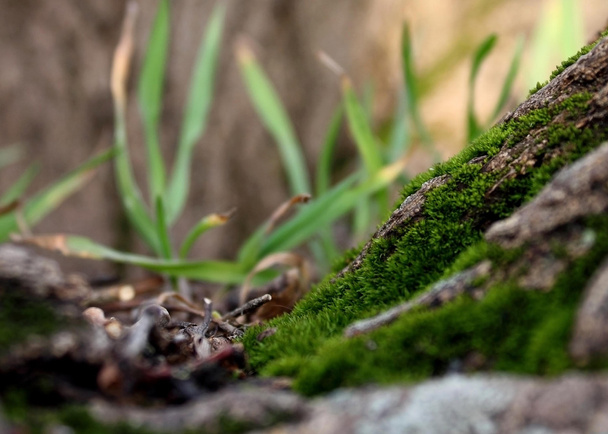 Ağaç kabuğunda yosun - Fotoğraf, Görsel