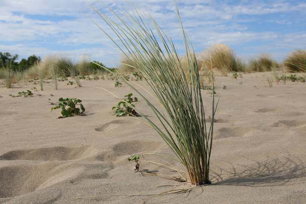 土壌の乾燥にもかかわらず砂丘で成長する草の茂み - 写真・画像