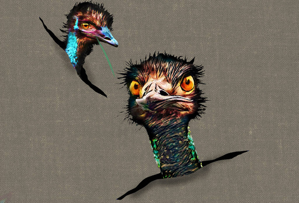 Divertidos pájaros emu mirando asoman sus cabezas a través de aberturas en esta ilustración 3-d sobre las aves australianas. - Foto, Imagen