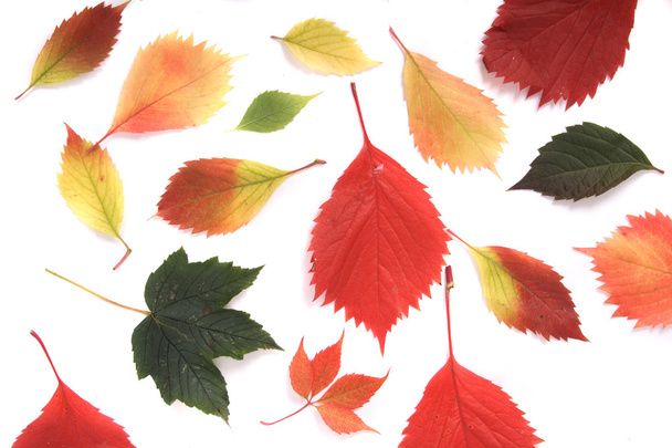 Autumn leaves - Foto, afbeelding