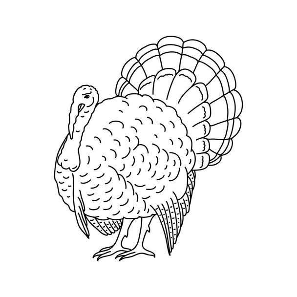 Handgezeichnete Skizze eines Truthahnvogels. Gut für die Karten zum Erntedankfest. - Vektor, Bild