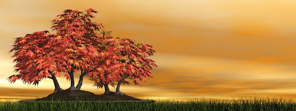 japanischer Ahornbaum Bonsai - 3D Render - Foto, Bild