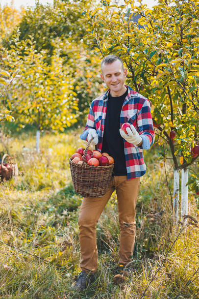 Young farmer showing organic homegrown apples in a basket. Harvesting apples in autumn in the garden. - Photo, Image