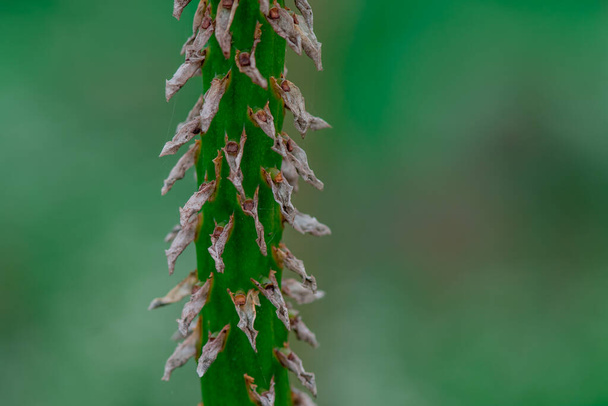 Una flor aislada de cardo seco en un campo - Foto, imagen