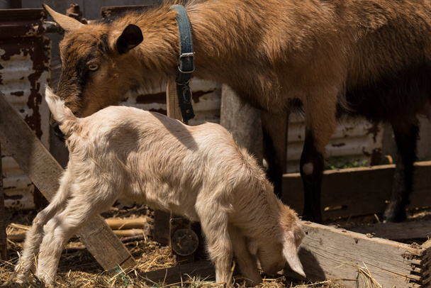 Alpine Ziegenmilchtiere. Mutterschaft, die Beziehung zwischen einer Mutter und einer neugeborenen Ziege. - Foto, Bild