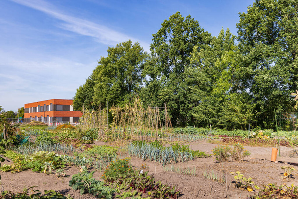 Allotment garden in Marum with IKC school in the background in municipality Westerkwartier in Groningen province the Netherlands - Photo, Image
