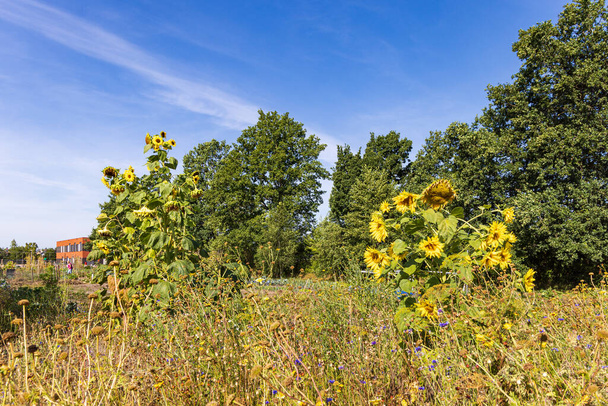 Сад ловлі з диким квітковим полем, щоб привабити комах у Мармі в муніципалітеті Вестерквартьє в провінції Гронінген (Нідерланди). - Фото, зображення