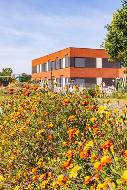 Allotment garden with African Marigold against nematodes in Marum with IKC school in the background in municipality Westerkwartier in Groningen province the Netherlands - Photo, Image