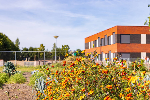Giardino di assegnazione con calendula africana contro i nematodi a Marum con scuola IKC sullo sfondo nel comune Westerkwartier nella provincia di Groningen nei Paesi Bassi - Foto, immagini
