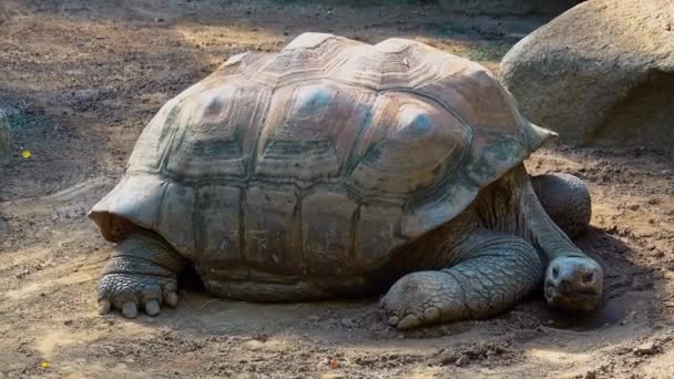 Żółw olbrzymi (Aldabrachelys gigantea) na wyspie Curieuse (miejscu udanego programu ochrony dzikiego żółwia) na wyspie Praslin na Seszelach - Materiał filmowy, wideo