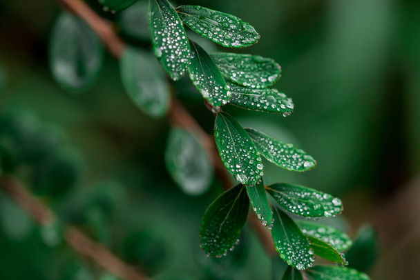 Beautiful multicoloured green leaves background after rain - Photo, Image