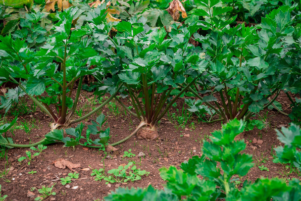 Это овощной садовый свекла, cceleriac, швейцарский Chard - Фото, изображение