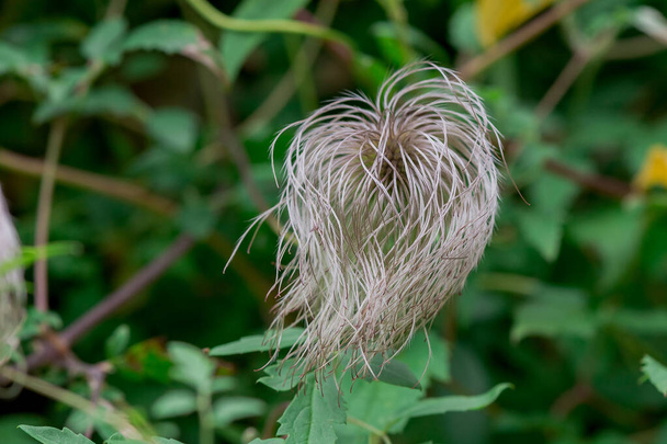 Un fiore di cardo essiccato isolato in un campo verde
 - Foto, immagini