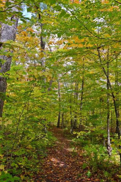 Fall colorful trees in Killarney park . Ontario, Canada - Photo, image