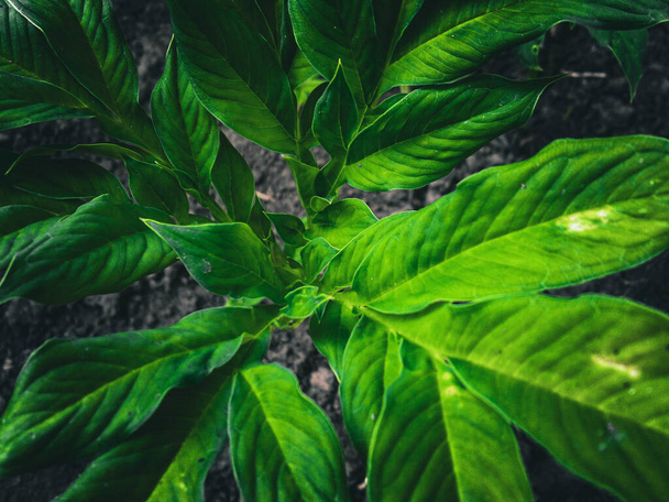 feuille verte Amorphophallus plant - Photo, image