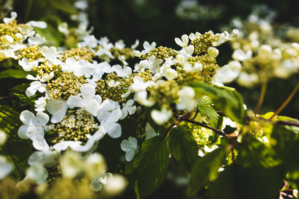 Japanese snowball Viburnum plicatum plant with tiny white flowers outdoor in sunny backyard, close-up shot at shallow depth of field - 写真・画像