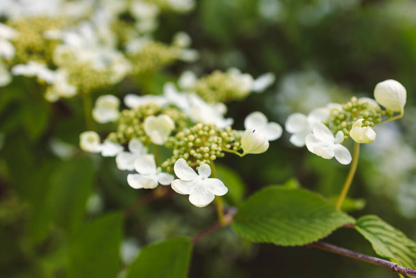 Japanese snowball Viburnum plicatum plant with tiny white flowers outdoor in sunny backyard, close-up shot at shallow depth of field - Fotó, kép