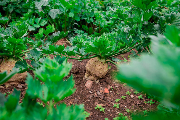 Esta é uma beterraba de horta, cceleriac, suíço Chard - Foto, Imagem