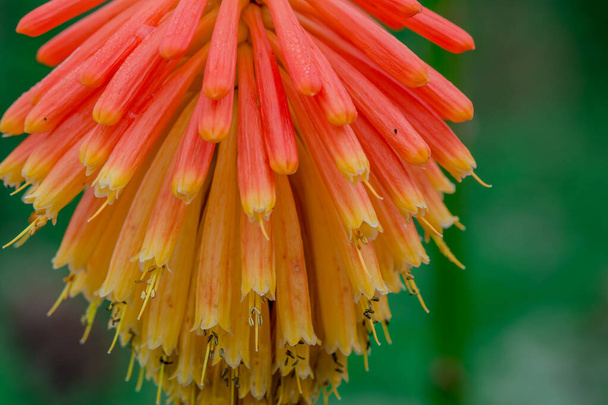 Torch Lily - Kniphophia Uvaria - Red Hot Poker - Photo, Image