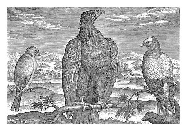 Uma águia, um wagtail e uma rola em uma paisagem. A impressão faz parte de uma série com aves como assunto. - Foto, Imagem