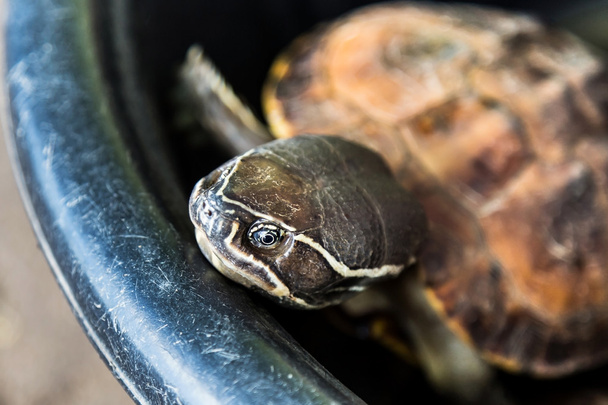 Cabeça de uma tartaruga
 - Foto, Imagem