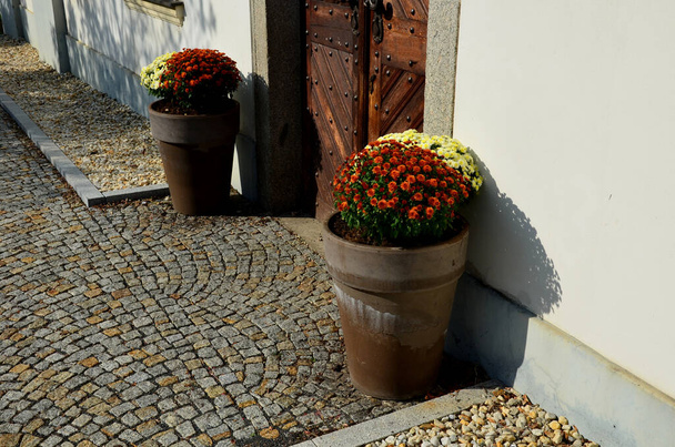玄関に多年草を持つ秋の花の鍋は、茶色のドア石畳のタイル、花崗岩の縁石秋の紫白と黄色のキャスターと都市のセージと観賞草  - 写真・画像