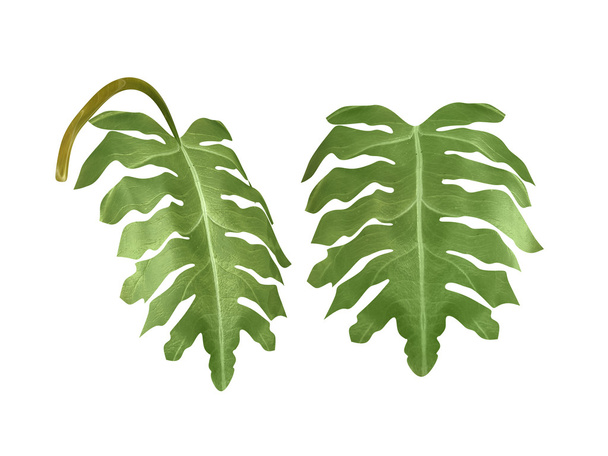 tropical plant - Zdjęcie, obraz