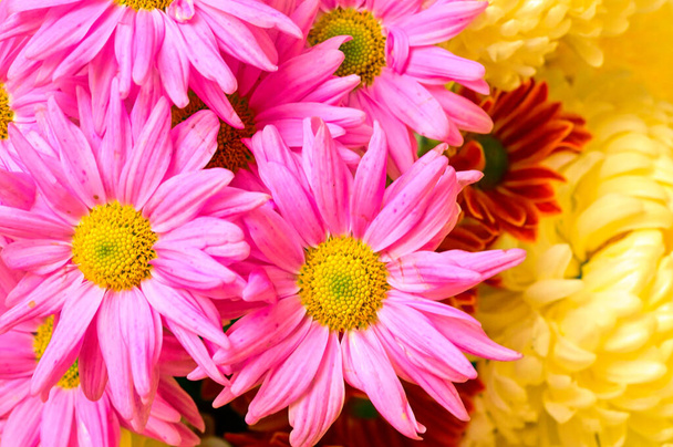 mooi boeket bloemen, close-up uitzicht, zomerconcept - Foto, afbeelding