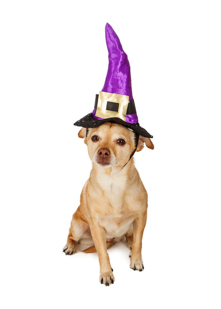 Chihuahua Dog Wearing Witch Hat - 写真・画像
