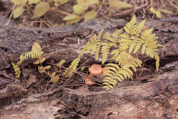 інфрачервоне зображення різноманіття листя диких видів папоротей, що ростуть навколо або на олійній долоні
. - Фото, зображення
