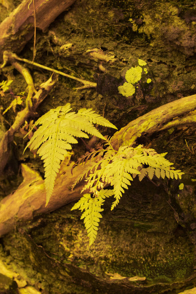 infrared image of variety of wild species ferns leaf growing around or on the oil palm tree. - Photo, Image