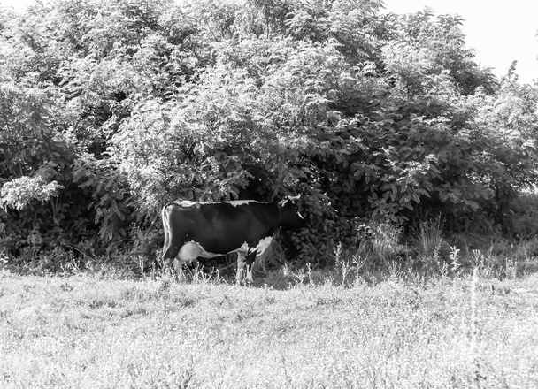 Фотография на тему красивая большая молочная корова пасется на зеленом лугу под голубым небом, фото состоит из молочной коровы с длинным хвостом едят солому на лугу, молочная корова в травяном лугу для вкусной белой жидкости - Фото, изображение