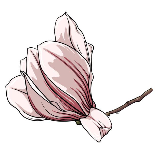 白い背景のモクレンの花の枝,ベクトルイラスト - ベクター画像