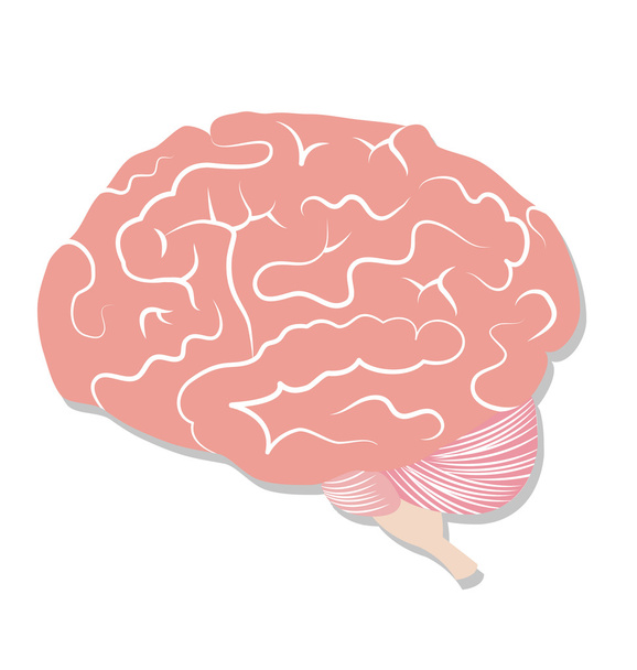 Мозг на белом фоне
 - Вектор,изображение